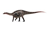 Dicraeosaurus dinosaur,artwork
