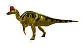 Hadrosaurus dinosaur,artwork