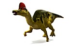 Hadrosaurus dinosaur,artwork