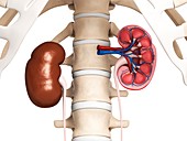 Kidney anatomy,artwork