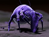 Dust mite,artwork