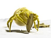 Dust mite,artwork