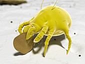 Dust mite,artwork