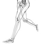 Leg bones,artwork