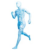 Runner anatomy,artwork