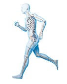 Runner anatomy,artwork