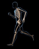 Running skeleton,artwork