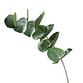 Eucalyptus sp leaves