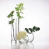 Medicinal plants,conceptual image