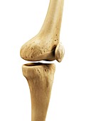 Knee bones,artwork