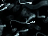 Human sperm,artwork