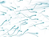 Human sperm,artwork