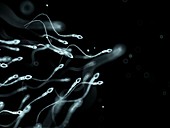 Human sperm,artwork