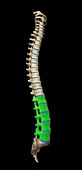 Lumbar spine,artwork