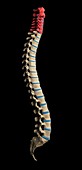 Cervical spine,artwork