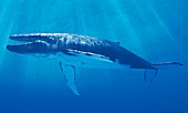 Humpback whale,artwork