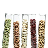 Beans and pulses in test tubes