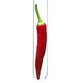 Chilli in a test tube