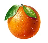 Orange,artwork