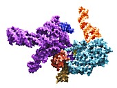Human 80S ribosome