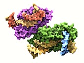 Flap endonuclease protein