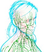 Female lymphatic system,artwork