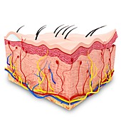 Human skin anatomy,artwork