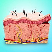 Human skin anatomy,artwork