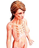 Female skeleton,artwork