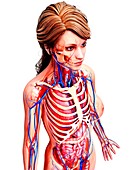 Female anatomy,artwork