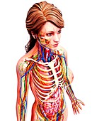 Female anatomy,artwork