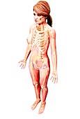 Female skeleton,artwork