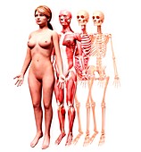 Female anatomy,artwork