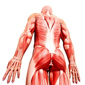 Male musculature,artwork