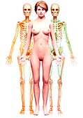 Female anatomy,artwork