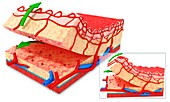 Human skin anatomy,artwork