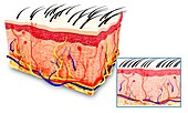 Human skin anatomy,artwork