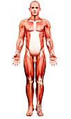 Male musculature,artwork