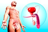 Male urinary system,artwork
