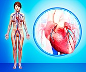 Human heart anatomy,artwork