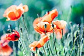 Poppies Papaver sp