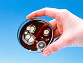 Bacterial colonies on Petri dish