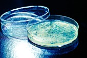Colonies on Petri dish