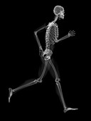 Skeleton running,artwork