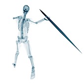 Skeleton throwing javelin,artwork