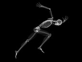 Skeleton sprinting,artwork