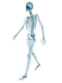 Skeleton walking,artwork