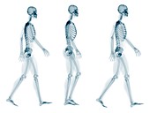 Skeleton walking,artwork