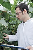 Scientist checking cucumbers