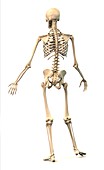 Male skeleton,artwork